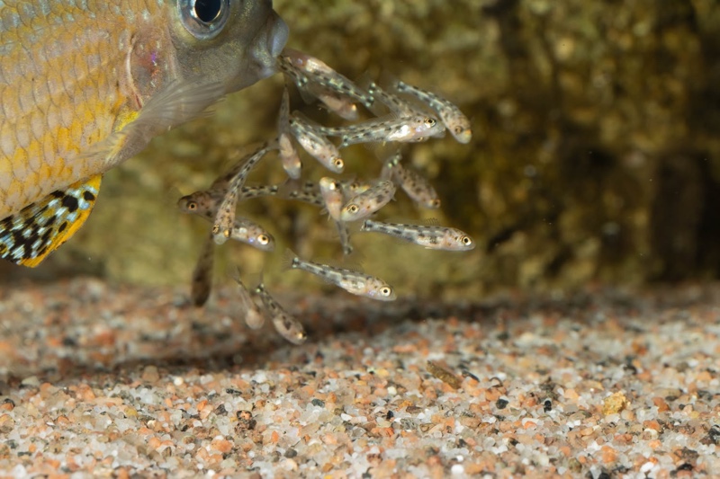 Xenotilapia papilio 'Tembwe Deux'